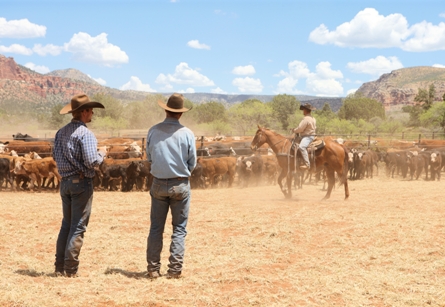 Cowboys Branding Steers