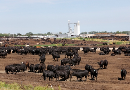 cMS_Cattle in Feedlot-iStock_Resized