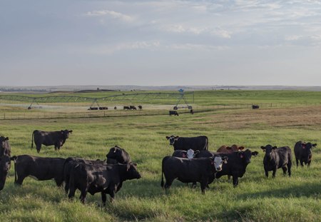 cSS_Gossett_Cattle_Resized